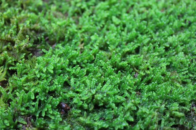 山苔　苔ぼっくりさん専用　2トレー分 スギゴケ 杉苔 1平米 60cm×30cm(トレー6枚) 1箱 コケ 園芸 日本