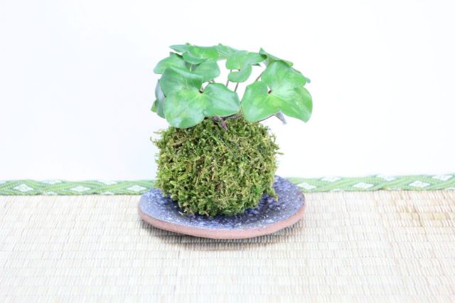苔玉,苔,苔玉,ミニ盆栽,盆栽通販,