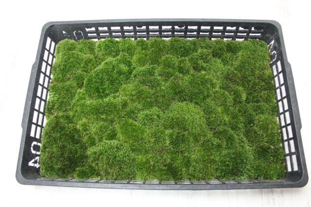 山苔トレイ,苔,苔玉,ミニ盆栽,盆栽通販,