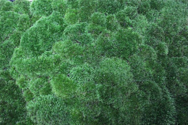 山苔トレイ,苔,苔玉,ミニ盆栽,盆栽通販,