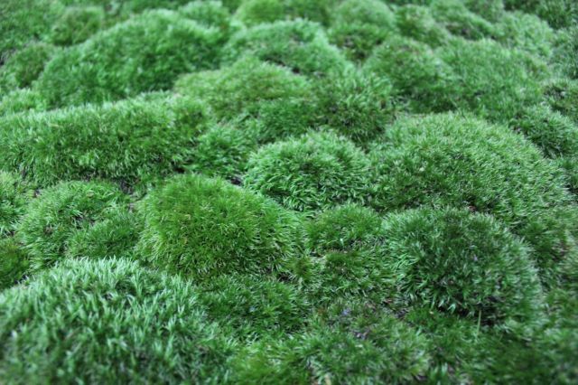 山苔トレイ,苔,苔玉,ミニ盆栽,盆栽通販,