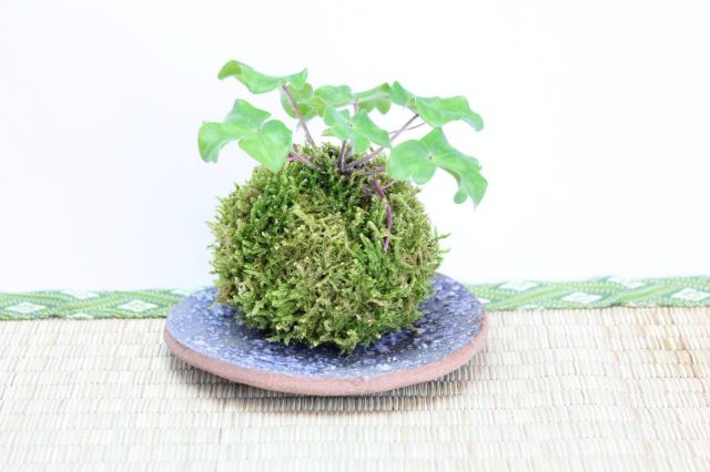 苔玉,苔,苔玉,ミニ盆栽,盆栽通販,
