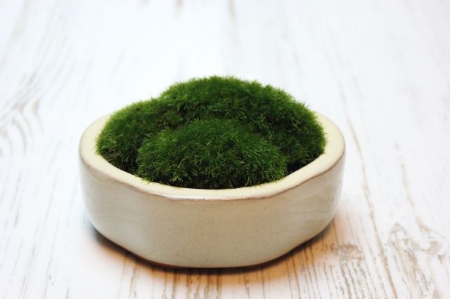苔ぼん,苔,苔玉,ミニ盆栽,盆栽通販,