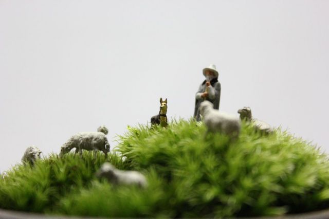 苔ぼん,苔,苔玉,ミニ盆栽,盆栽通販,