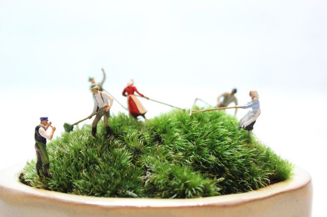 中型盆栽 苔付き マッコウ 苔玉 器付き | Kazua Online Store