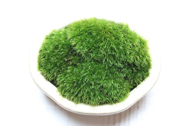 苔ぼん,苔,苔玉,ミニ盆栽,盆栽通販,