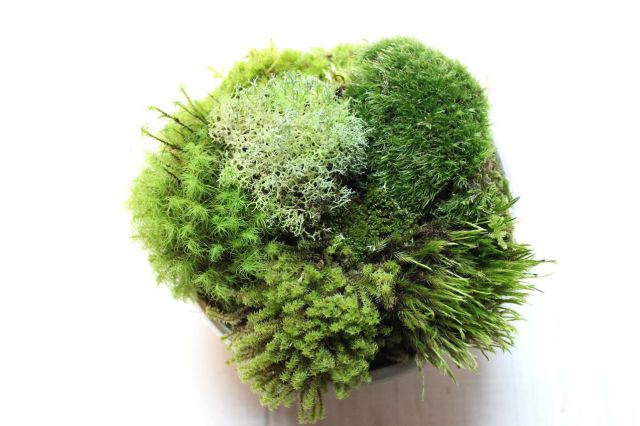 苔の惑星,苔,苔玉,ミニ盆栽,盆栽通販,