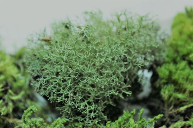 苔の惑星,苔,苔玉,ミニ盆栽,盆栽通販,