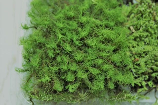 苔の惑星,苔,苔玉,ミニ盆栽,盆栽通販,