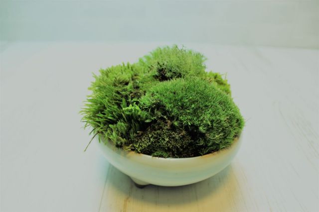 苔の惑星,苔,苔玉,ミニ盆栽,盆栽通販,