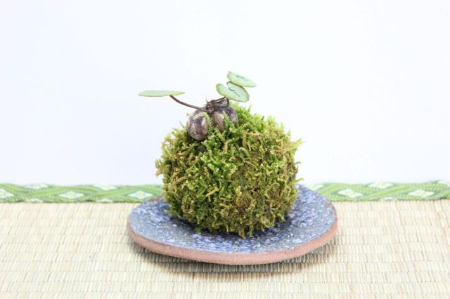 苔玉,苔,苔玉,ミニ盆栽,盆栽通販,