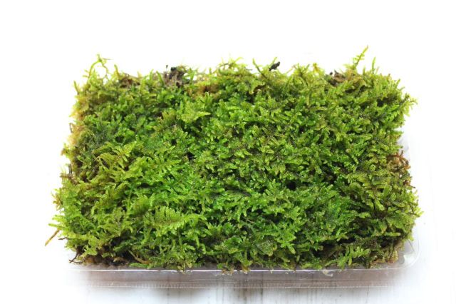 プレミアムハイ苔パック,苔,苔玉,ミニ盆栽,盆栽通販,