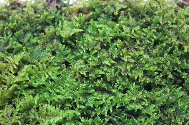 プレミアムハイ苔パック,苔,苔玉,ミニ盆栽,盆栽通販,