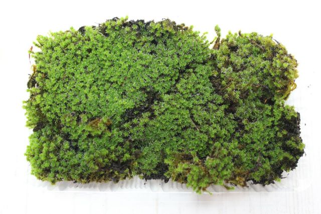 プレミアムスナ苔（砂苔）パック,苔,苔玉,ミニ盆栽,盆栽通販,