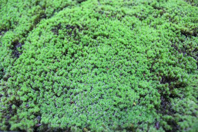 プレミアムスナ苔（砂苔）パック,苔,苔玉,ミニ盆栽,盆栽通販,