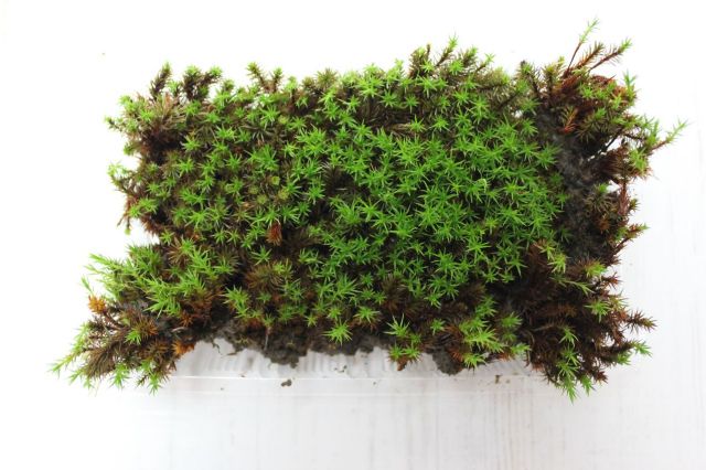 プレミアムスギ苔（杉苔）パック,苔,苔玉,ミニ盆栽,盆栽通販,