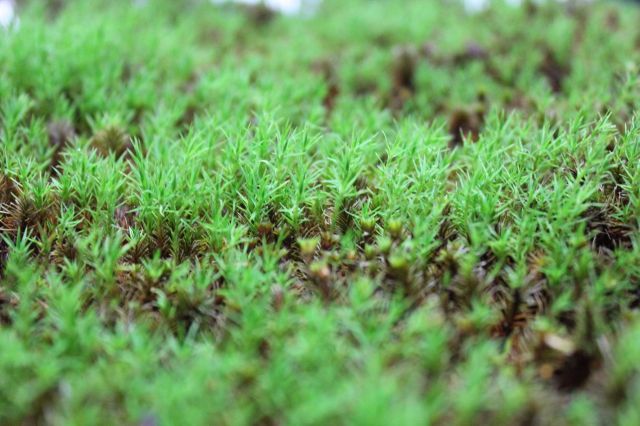 プレミアムスギ苔（杉苔）パック