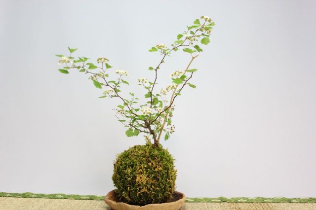 苔玉,苔,苔玉,ミニ盆栽,盆栽通販,