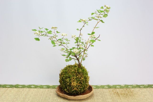 苔玉,苔,苔玉,ミニ盆栽,盆栽通販,