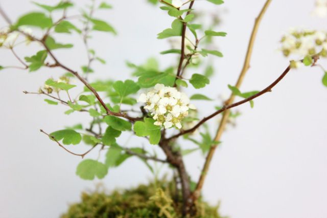 苔玉,苔,苔玉,ミニ盆栽,盆栽通販,