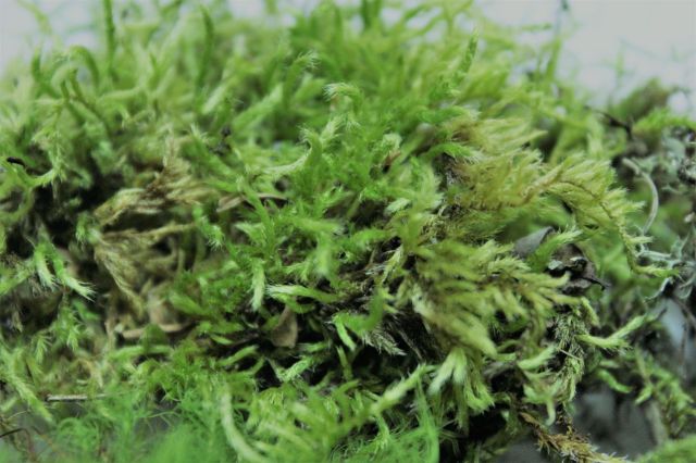 苔のアラカルト,苔,苔玉,ミニ盆栽,盆栽通販,