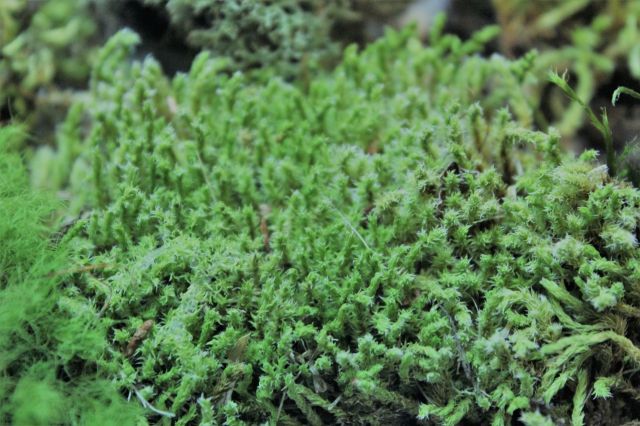 苔のアラカルト,苔,苔玉,ミニ盆栽,盆栽通販,