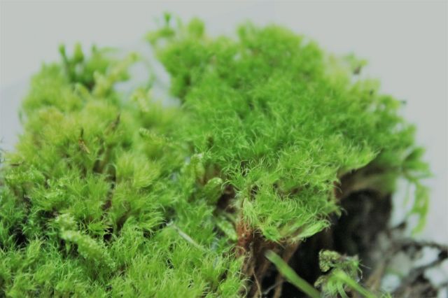 苔のアラカルト,苔,苔玉,ミニ盆栽,盆栽通販,