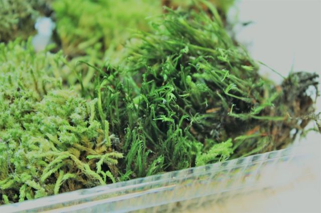 苔のアラカルト,苔,苔玉,ミニ盆栽,盆栽通販,