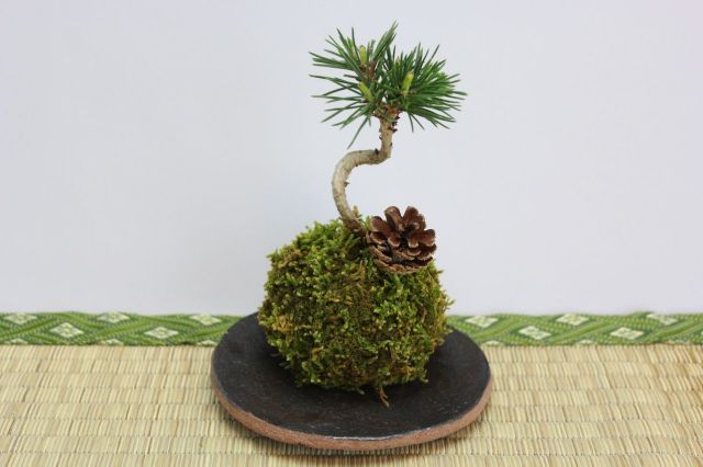 苔玉,苔,苔玉,ミニ盆栽,盆栽通販,