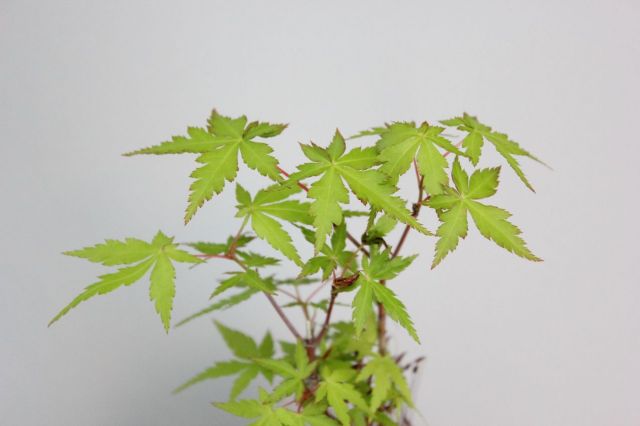 苔玉,苔,苔玉,ミニ盆栽,盆栽通販,