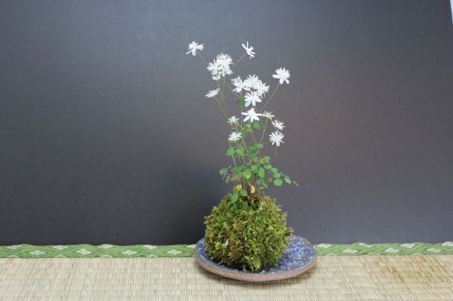 苔玉,苔,苔玉,ミニ盆栽,盆栽通販,