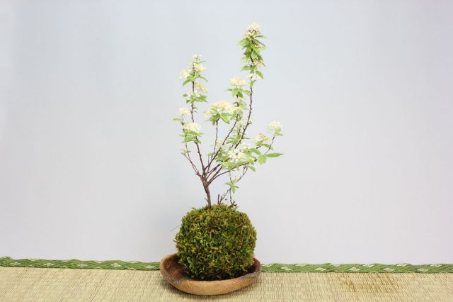 苔玉,苔,苔玉,ミニ盆栽,盆栽通販,