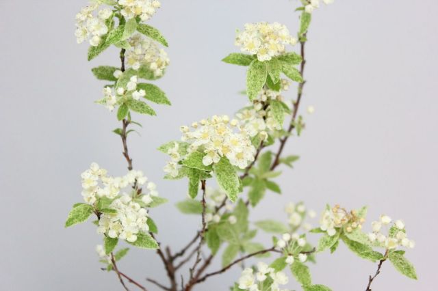 苔玉,苔,苔玉,ミニ盆栽,盆栽通販,