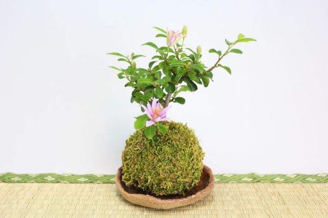 苔玉,苔,苔玉,ミニ盆栽,盆栽通販,