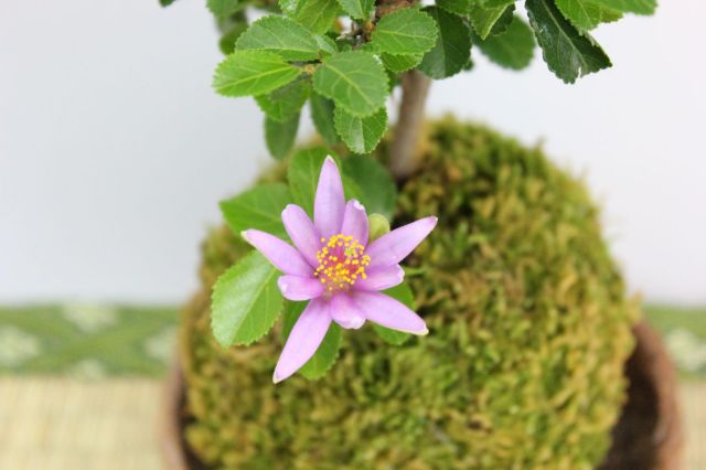 苔玉,苔,苔玉,ミニ盆栽,盆栽通販,