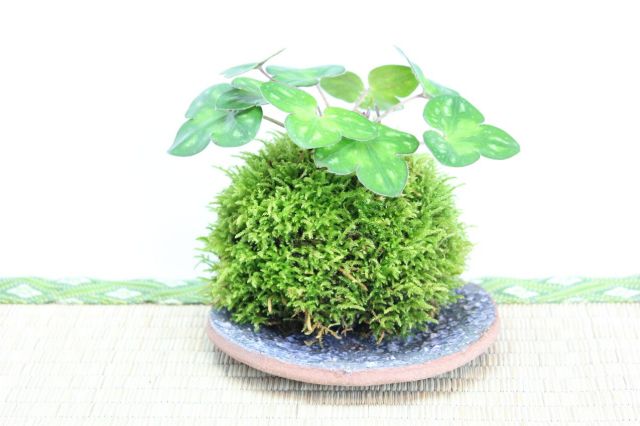 苔玉,苔,苔玉,ミニ盆栽,盆栽通販,