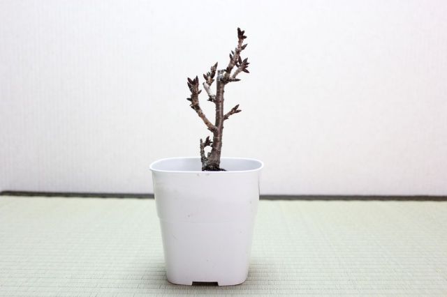 旭山桜(一才桜),苔,苔玉,ミニ盆栽,盆栽通販,