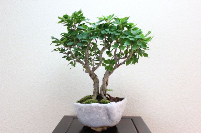 ツクモドウダンツツジ 盆栽 ツクモドウダンツツジ 盆栽