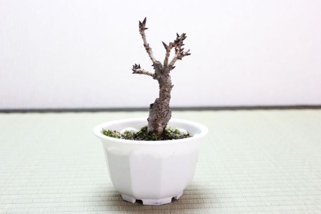 旭山桜(一才桜),苔,苔玉,ミニ盆栽,盆栽通販,