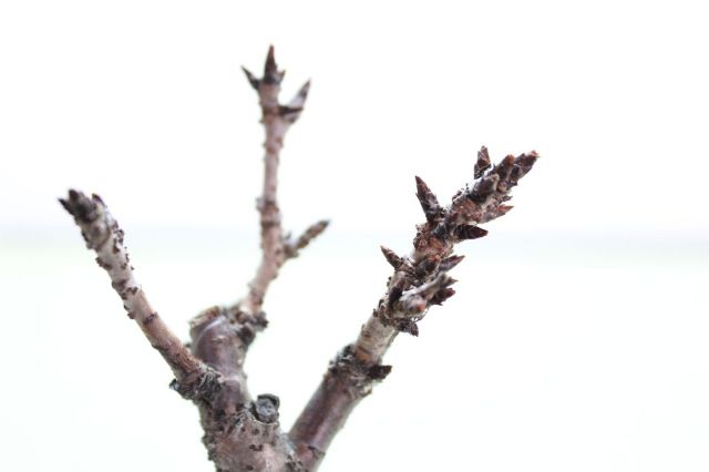 旭山桜(一才桜),苔,苔玉,ミニ盆栽,盆栽通販,