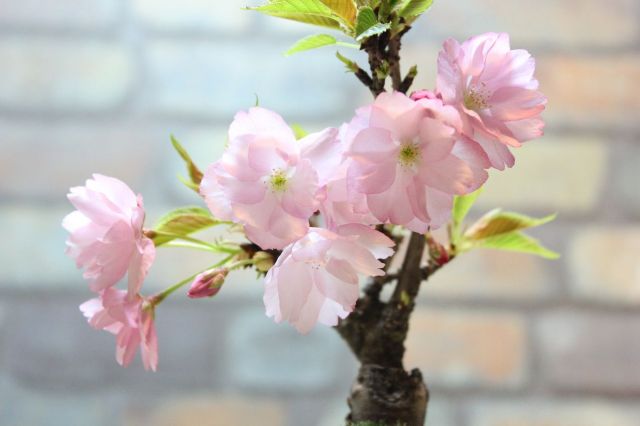 旭山桜(一才桜)