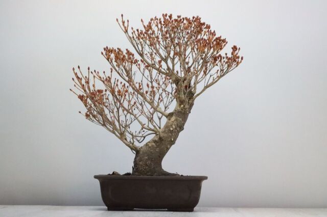 盆栽 ツクモドウダンツツジ 中品盆栽 圧巻の極太幹【現品】