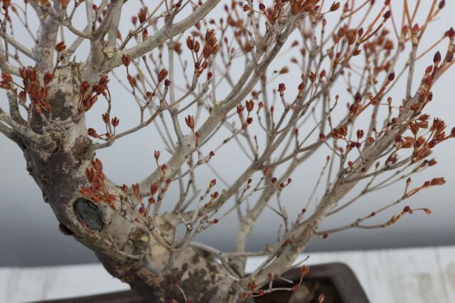 盆栽 ツクモドウダンツツジ 中品盆栽 圧巻の極太幹【現品】