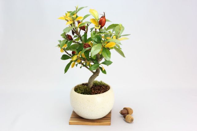 クチナシ（一重ミナリクチナシ）,苔,苔玉,ミニ盆栽,盆栽通販,