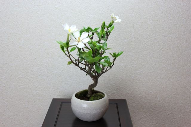 クチナシ（一重ミナリクチナシ）