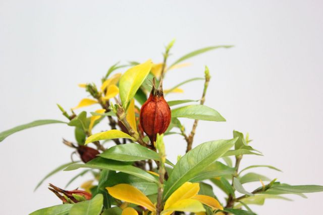 クチナシ（一重ミナリクチナシ）,苔,苔玉,ミニ盆栽,盆栽通販,