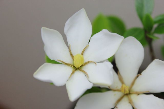 クチナシ（一重ミナリクチナシ）,苔,苔玉,ミニ盆栽,盆栽通販,