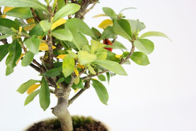 クチナシ（一重ミナリクチナシ）,苔,苔玉,ミニ盆栽,盆栽通販,