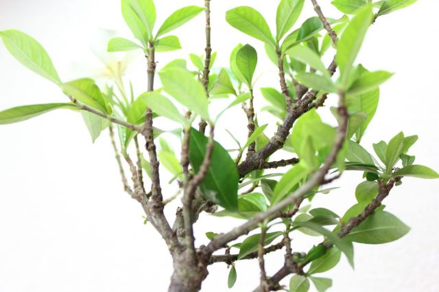 クチナシ（一重ミナリクチナシ）,苔,苔玉,ミニ盆栽,盆栽通販,