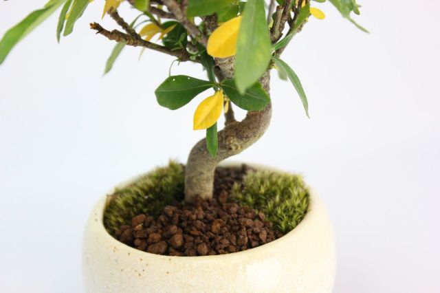 クチナシ（一重ミナリクチナシ）,苔,苔玉,ミニ盆栽,盆栽通販,